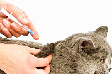 Adakah Vaksin untuk kucing itu Penting? – Si Manja dan si 